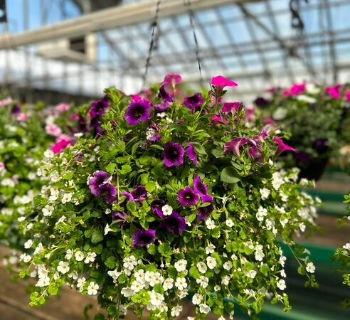 PURPLE HANGING BASKET